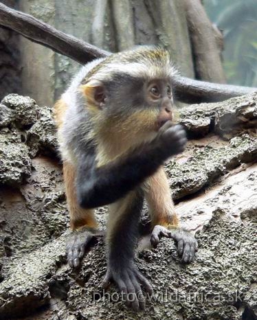 congo wolf baby 2.jpg - Wolf's Guenon (Cercopithecus wolfi).